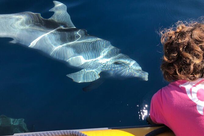 Dolphin watching and snorkeling in Figarolo - An Honest Look at the Dolphin Watching and Snorkeling Tour in Figarolo
