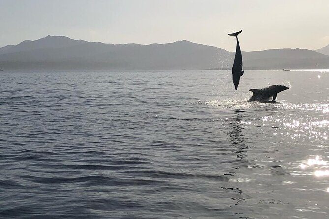 Dolphin watching and snorkeling in Figarolo - Key Points