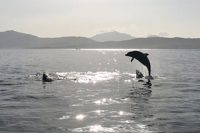 Dolphin watching and snorkeling in Figarolo - The Practical Details