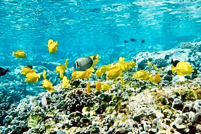 Dolphin Watching and Snorkeling on the West Coast of Oahu - Key Points