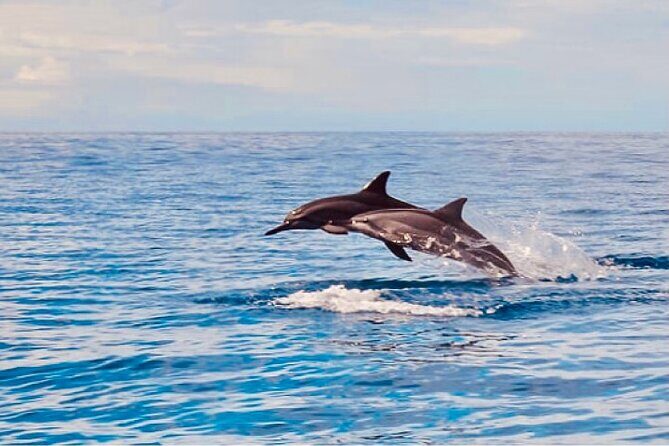 Dolphin Watching and Snorkeling on the West Coast of Oahu - A Deep Dive Into the Experience