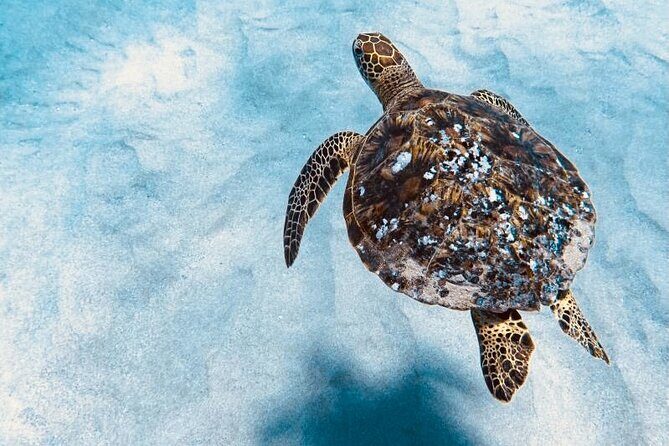 Dolphin Watching and Snorkeling on the West Coast of Oahu - Final Thoughts