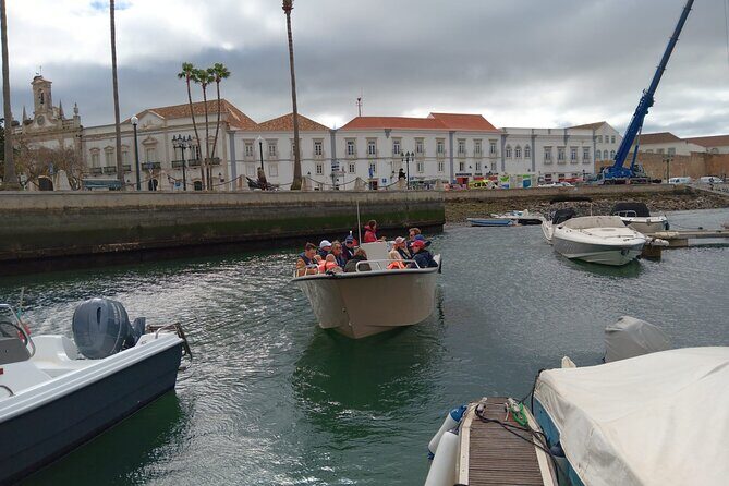 Dolphin watching and wildlife from Faro - What Could Be Better