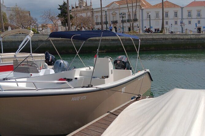 Dolphin watching and wildlife from Faro - The Value of a Small-Group Marine Adventure