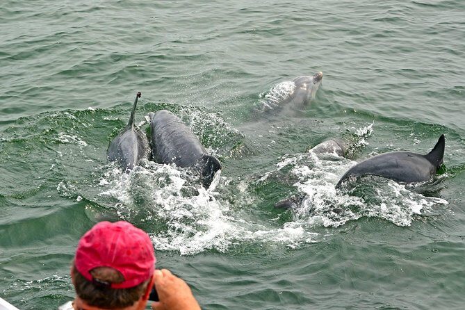 Dolphin Watching around Cape May - FAQs