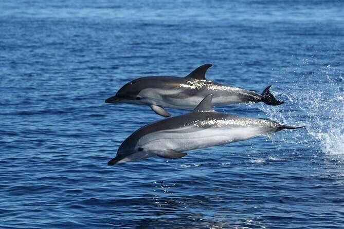Dolphin Watching Boat Excursion to Figarolo Island from Olbia - Key Points