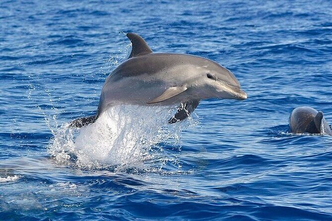 Dolphin Watching Boat Excursion to Figarolo Island from Olbia - The Bottom Line: Is It Worth It?
