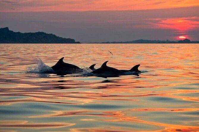 Dolphin Watching Boat Excursion to Figarolo Island from Olbia - FAQs