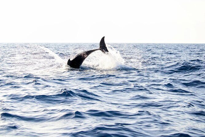 Dolphin watching by boat - Discovering Mallorca’s Dolphins: An Honest Review of the Boat Tour