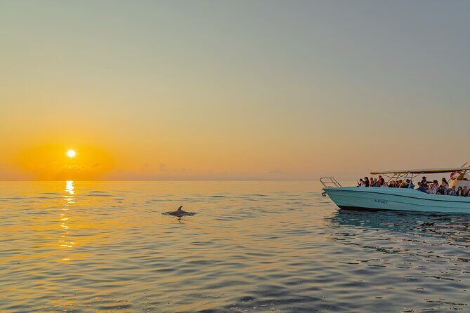Dolphin watching by boat - Who Is This Tour Best For?