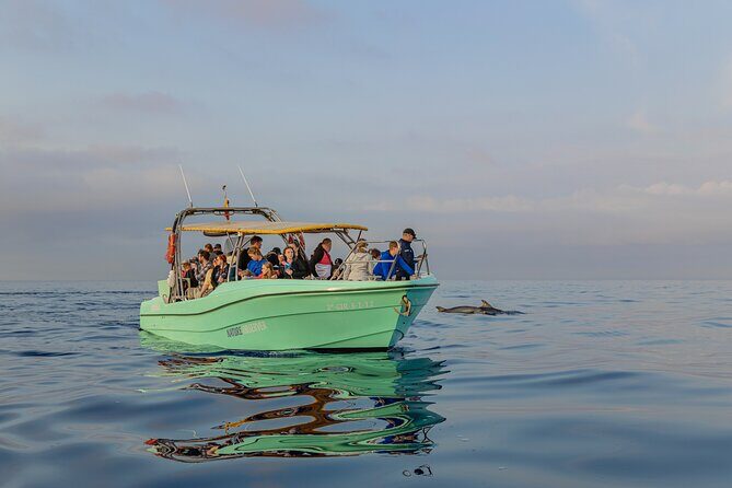 Dolphin watching by boat - Frequently Asked Questions