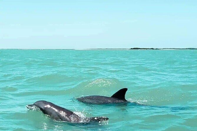 Dolphin watching by private boat from Isla Aguada - What to Expect from the Tour