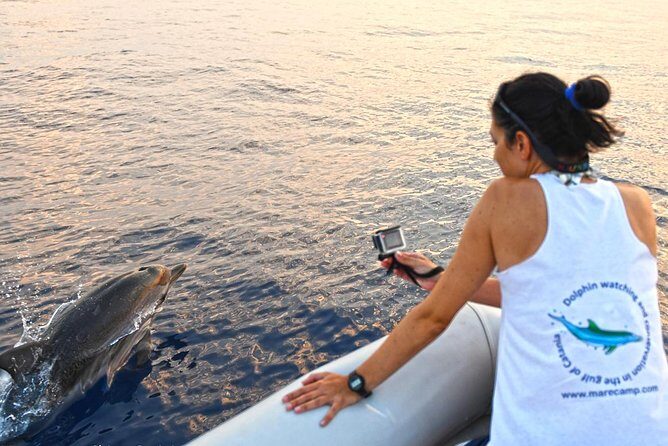 Dolphin Watching & Conservation - Dolphins in the Gulf of Catania - Key Points