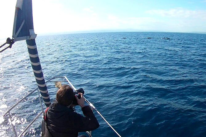 Dolphin Watching & Conservation - Dolphins in the Gulf of Catania - Who should consider this experience?