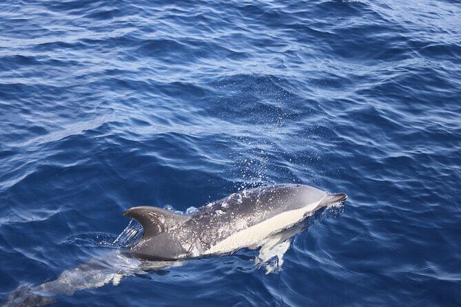 Dolphin Watching Cruise to Lobos Island - Frequently Asked Questions