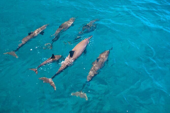Dolphin Watching Cruise with Underwater Observatory Viewing - Key Points