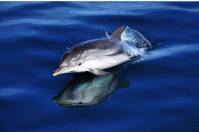 Dolphin Watching Excursion in Gibraltar - The Value of the Price