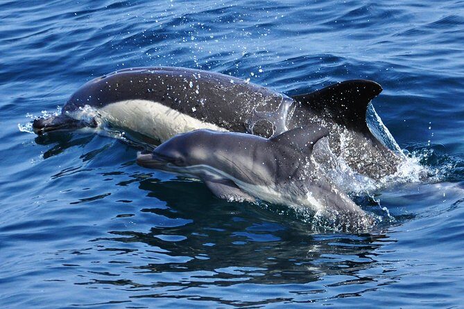 Dolphin Watching Excursion in Gibraltar - Who Should Book This Tour?