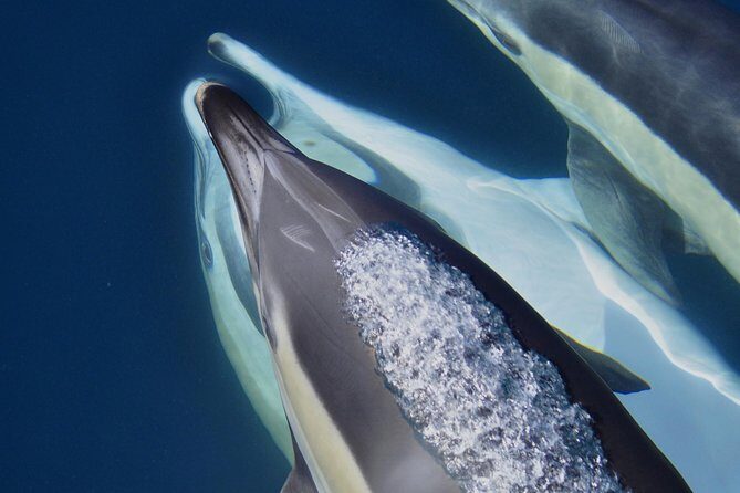 Dolphin Watching Excursion in Gibraltar - The Itinerary in Detail