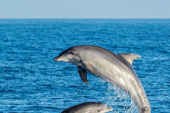 Dolphin Watching Excursion in Gibraltar - The Sum Up: Who Will Love This Experience?