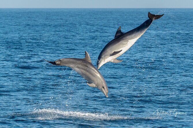 Dolphin Watching Excursion in Gibraltar - FAQ
