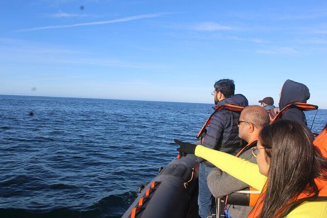 Dolphin Watching from Faro - Authentic Traveler Perspectives