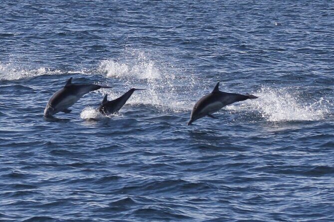 Dolphin Watching from Faro - Final Thoughts: Is This Tour Right for You?