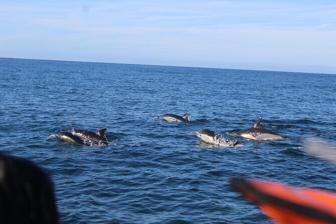 Dolphin Watching from Faro - FAQs