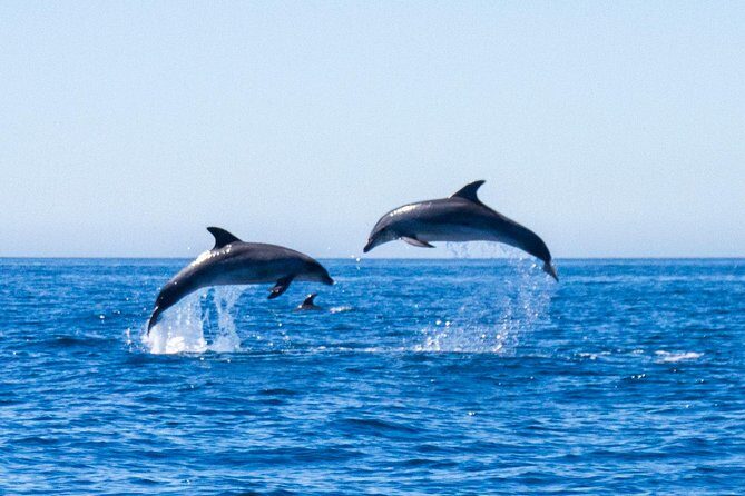 Dolphin Watching from Lagos with Marine Biologists - Key Points