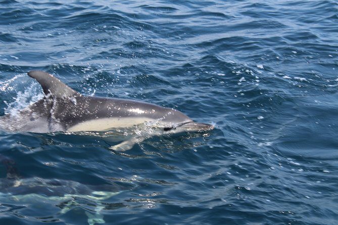 Dolphin Watching from Lagos with Marine Biologists - The Real Value of This Tour