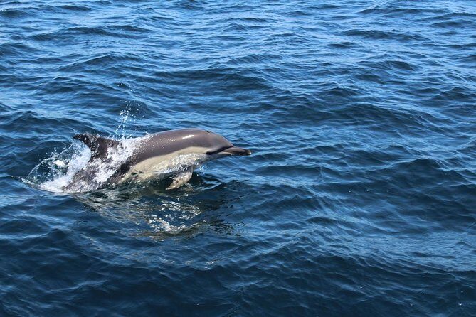 Dolphin Watching from Lagos with Marine Biologists - Group and Booking Details