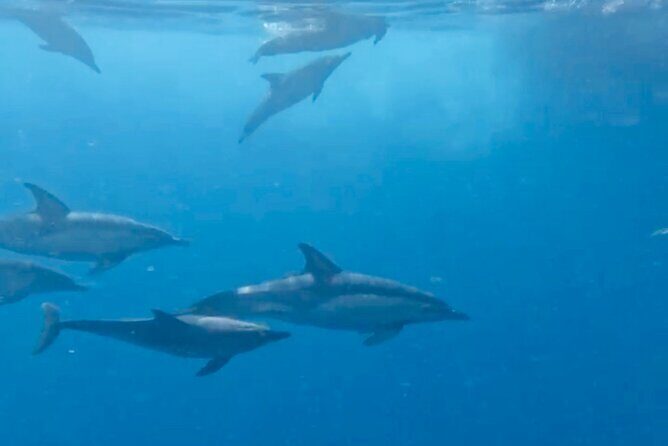 Dolphin Watching in Benalmadena - Authentic Traveler Insights