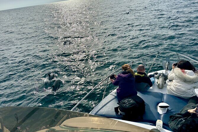 Dolphin Watching in Benalmadena - Frequently Asked Questions