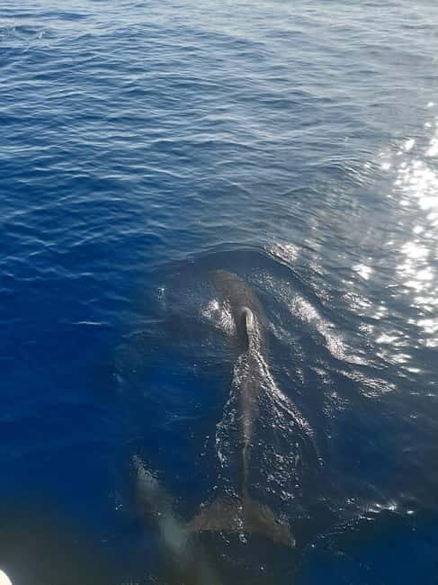 Dolphin watching in Estepona - Key Points