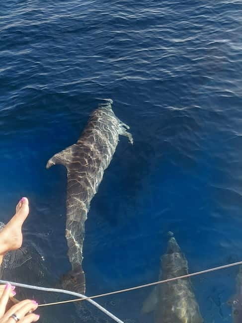 Dolphin watching in Estepona - An In-Depth Look at the Dolphin Watching Tour in Estepona