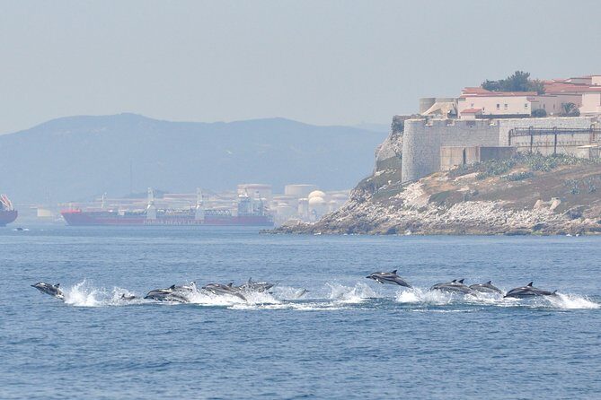 Dolphin Watching in Gibraltar & Fast Track Priority Cable Car - Key Points