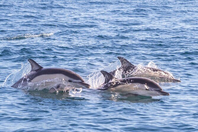 Dolphin Watching in Lisbon - Authentic Feedback from Travelers