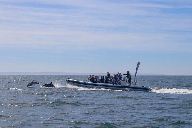 Dolphin Watching in Lisbon - Final Thoughts: Is This Tour Worth It?