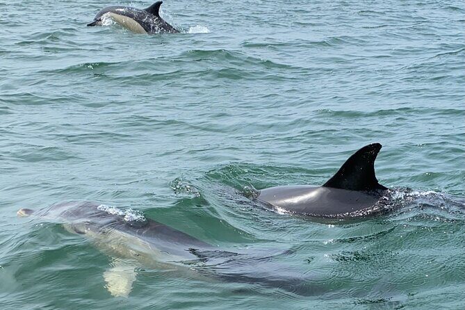Dolphin Watching in Lisbon - FAQ