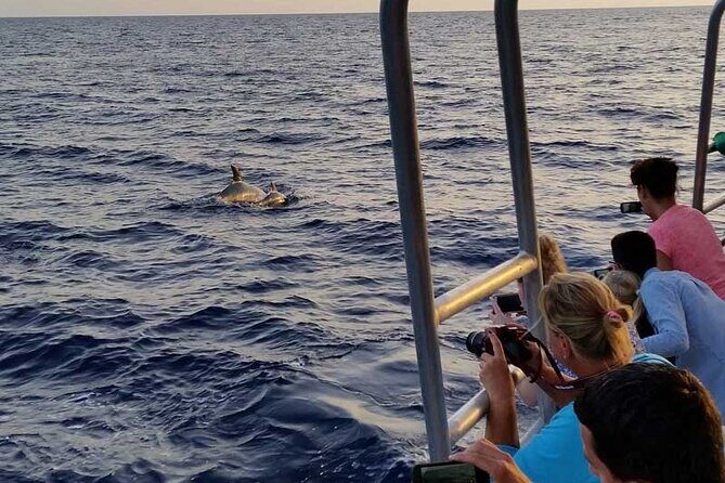 Dolphin Watching in Majorca - What to Expect During This Mallorca Dolphin Tour