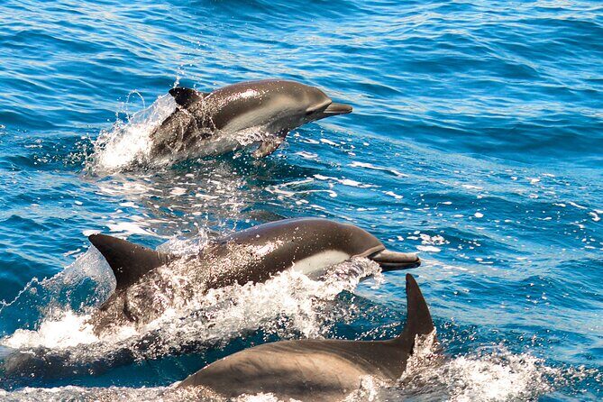 Dolphin-Watching in Marina de Lagos - Dolphin-Watching in Marina de Lagos: An Honest Look