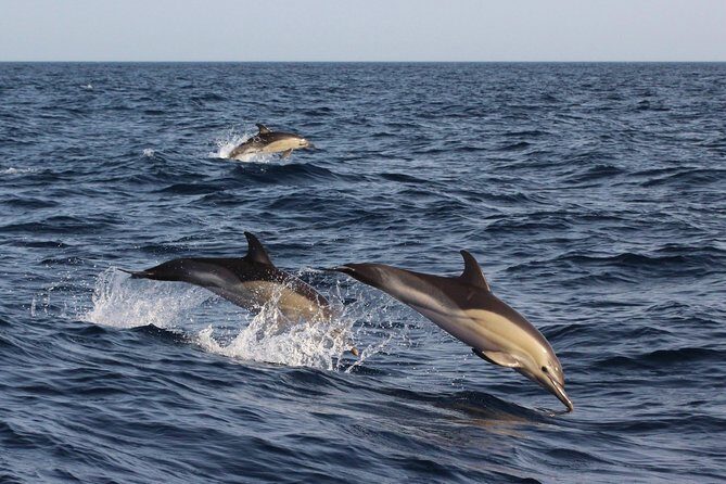 Dolphin-Watching in Marina de Lagos - Who Should Consider This Tour?