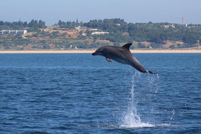 Dolphin-Watching in Marina de Lagos - FAQs