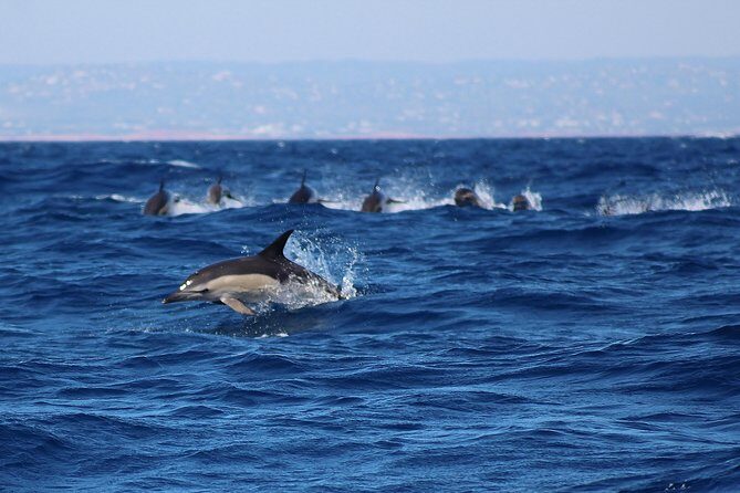 Dolphin-Watching in Marina de Lagos - Final Thoughts