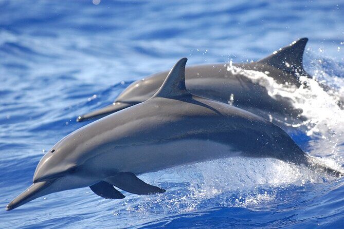 Dolphin Watching in Puerto Escondido - A Deep Dive into the Experience