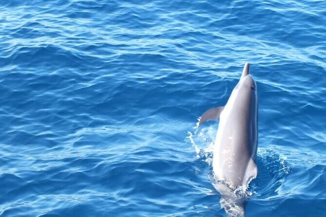 Dolphin Watching in Puerto Escondido - FAQ