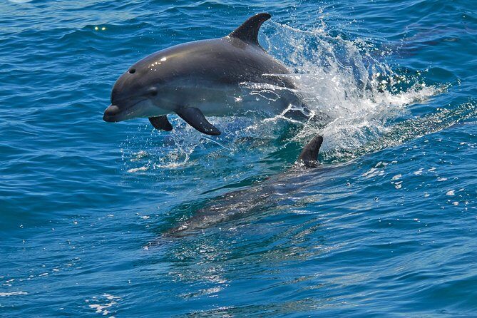 Dolphin Watching in the Wild - Half Day - The Dolphin Watching Experience