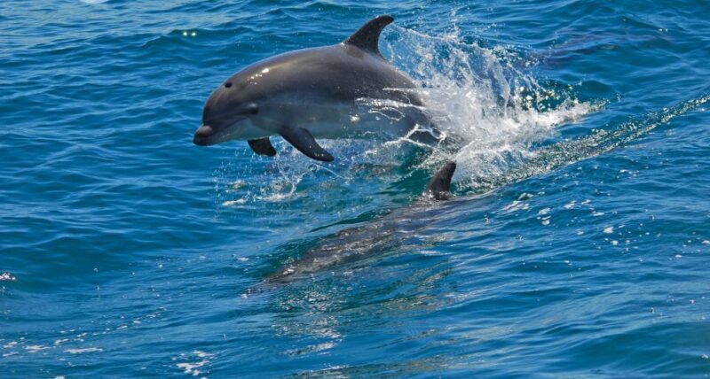 Dolphin Watching in the Wild - Half Day Tour - What Travelers Say