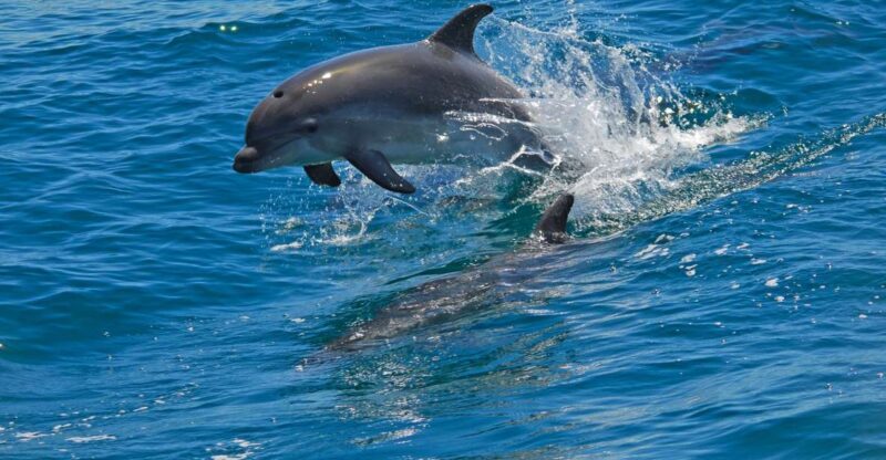 Dolphin Watching in the Wild - Half Day Tour - Who Would Enjoy This Tour?