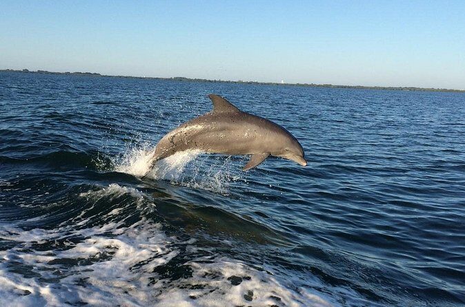 Dolphin Watching Nature Cruise and Eco Tour from Hubbard's Marina in John's Pass - The Itinerary in Detail